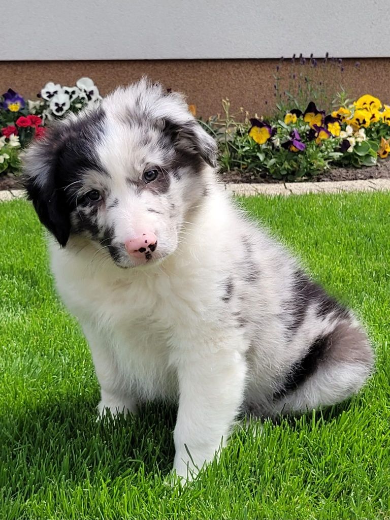 Border Collie piesek
