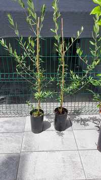 Oliveiras  para jardim 1 metros