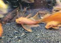 Glonojad ancistrus super red welonowe