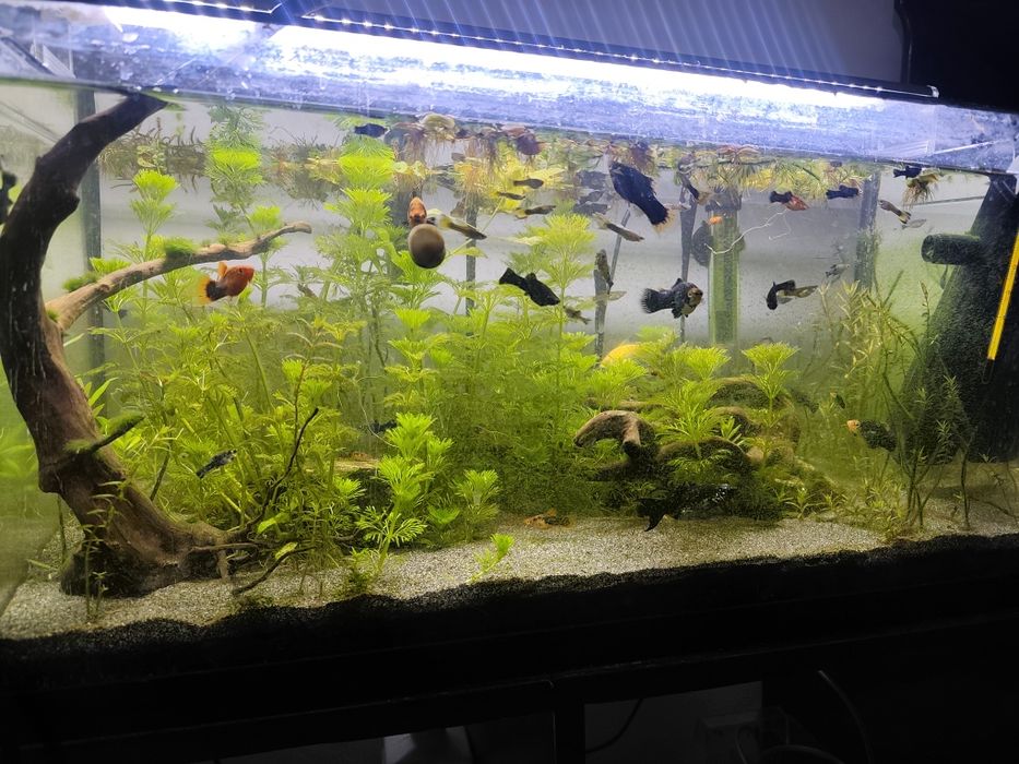 Platys, molinesias,guppy, endler, limpa.fundos, coridora