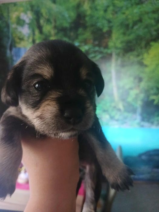 Szczeniaki do oddania