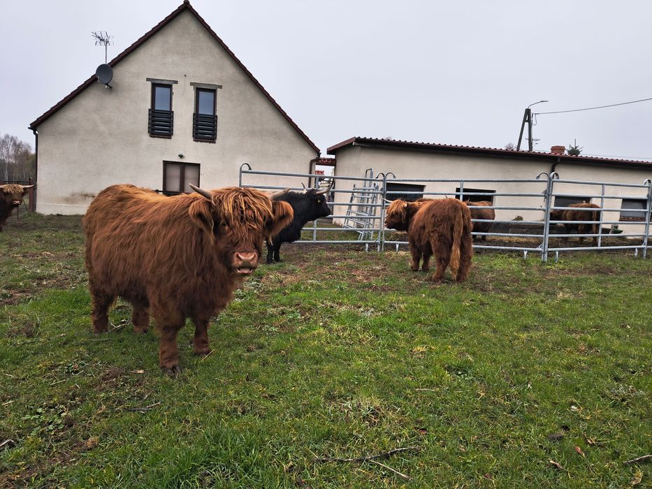Jałówki/bydło szkockie rasy Highland