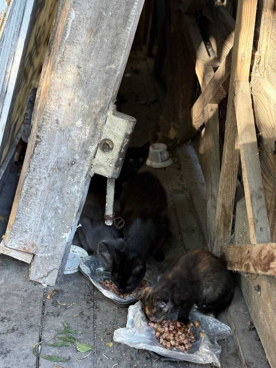 маленькі кошенята шукають дім