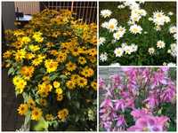 Продам садовые растения, цветы, куст ,обменяю. рослини для саду. квіти