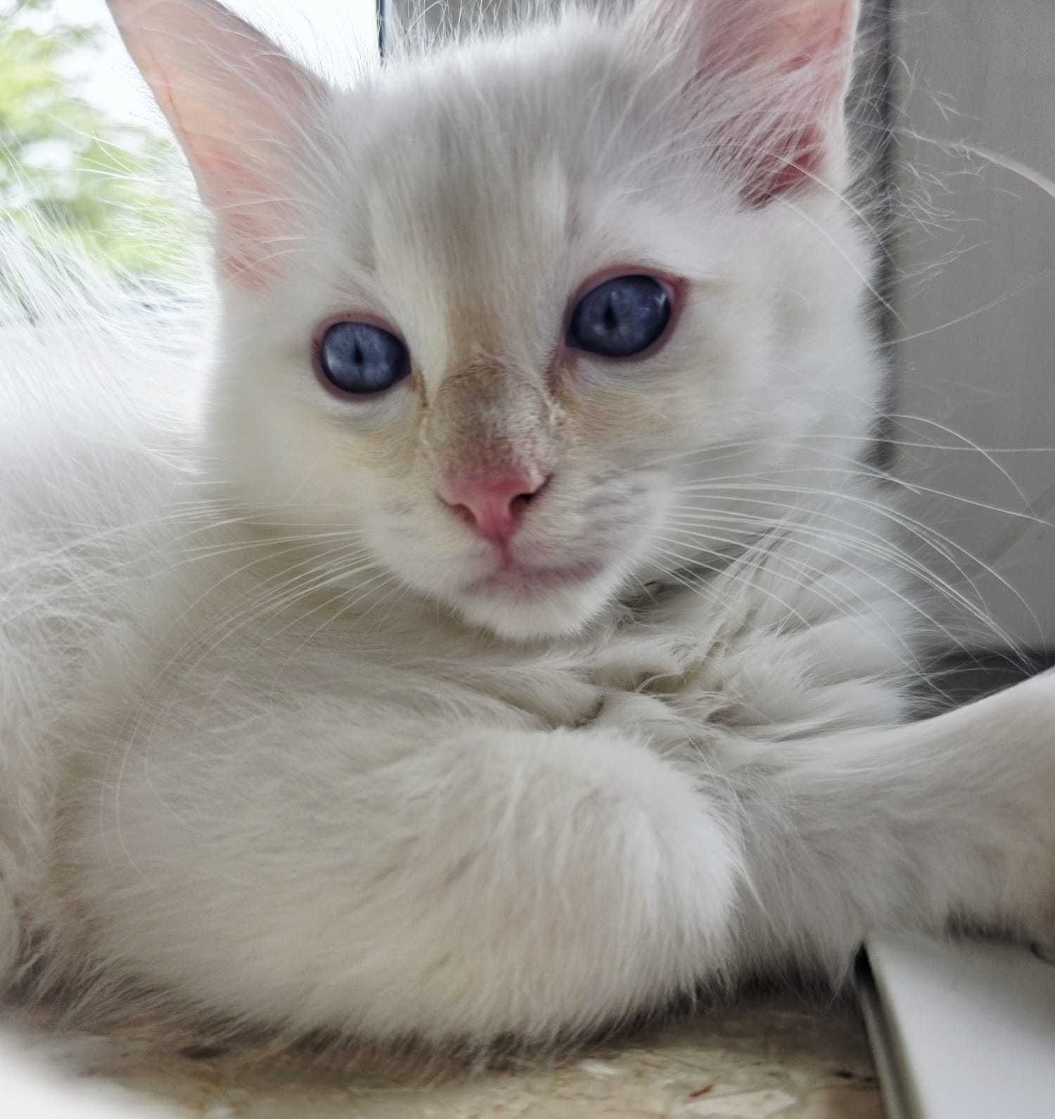 Kot Rasowy Ragdoll gotowy do odbioru    Śląsk/Łaziska Górne