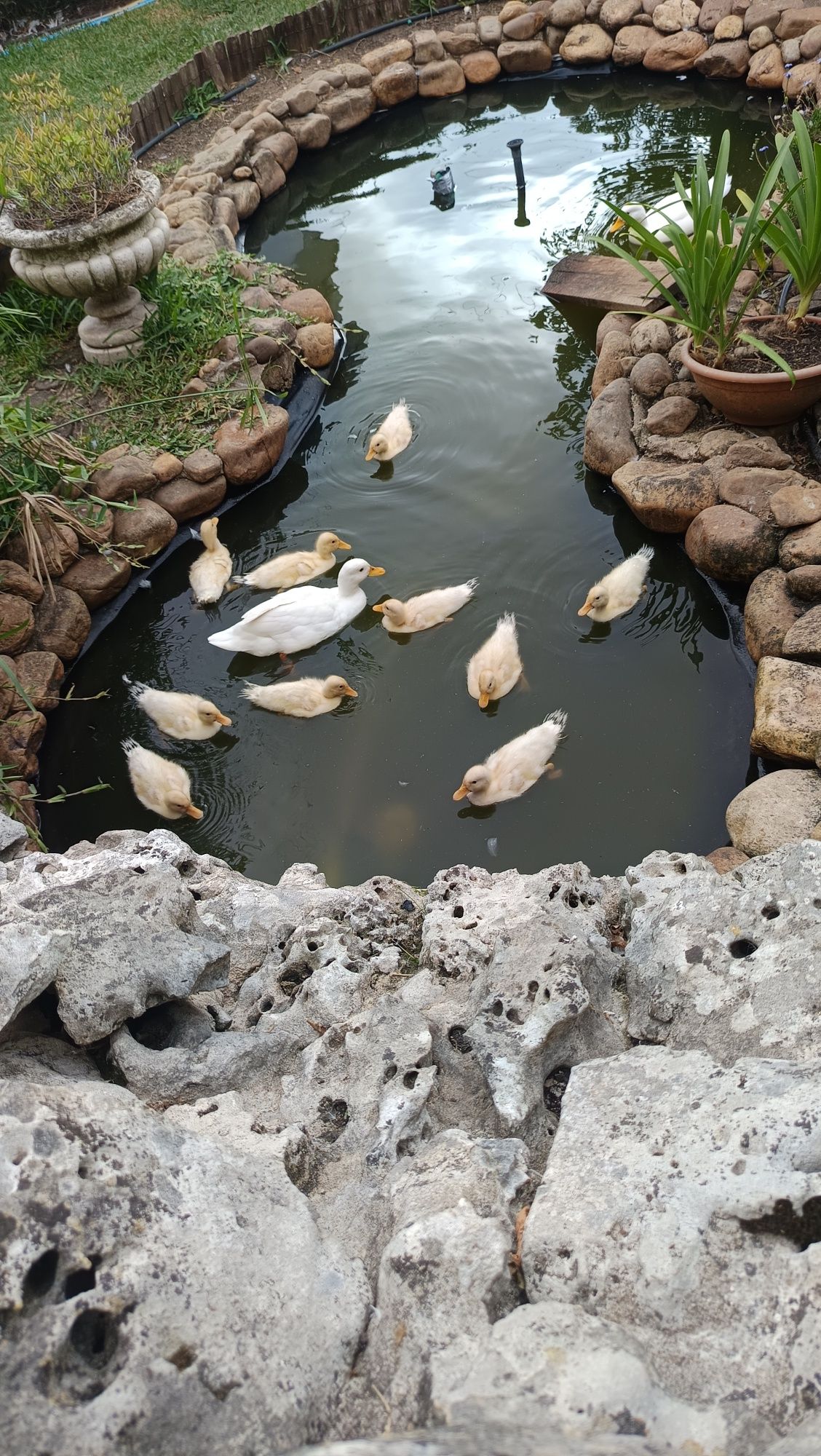 Vendo patos PEQUIM médios