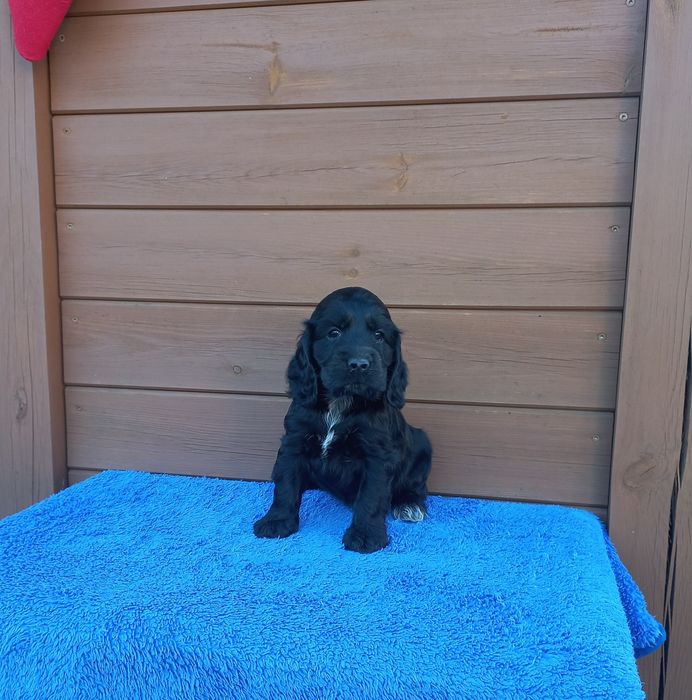 Cocker Spaniel Angielski Piesek Możliwość Rezerwacji