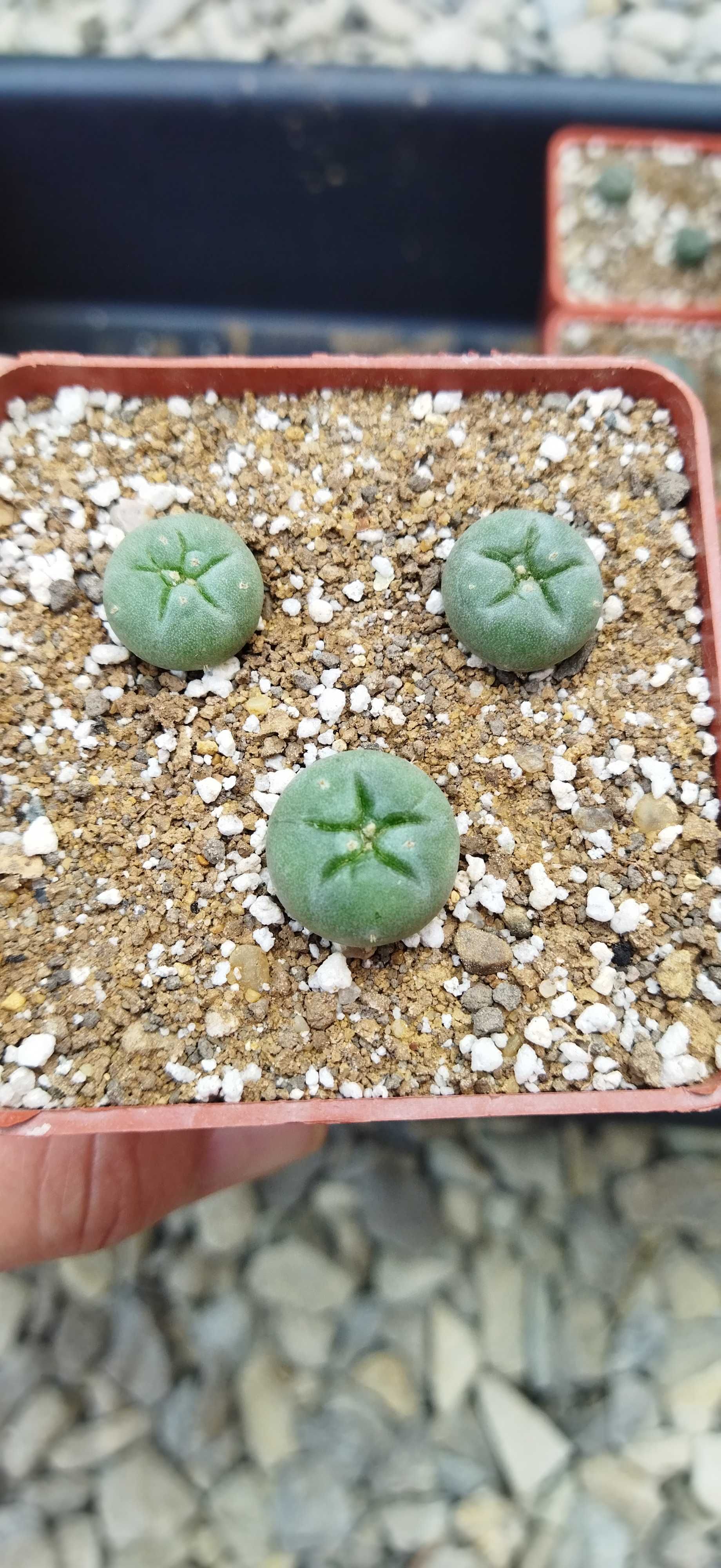 Кактуси Lophophora fricii San Pedro