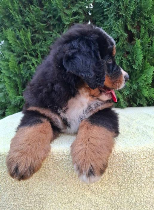 Cachorro Boieiro de Berna (Bouvier Bernois) c/ LOP