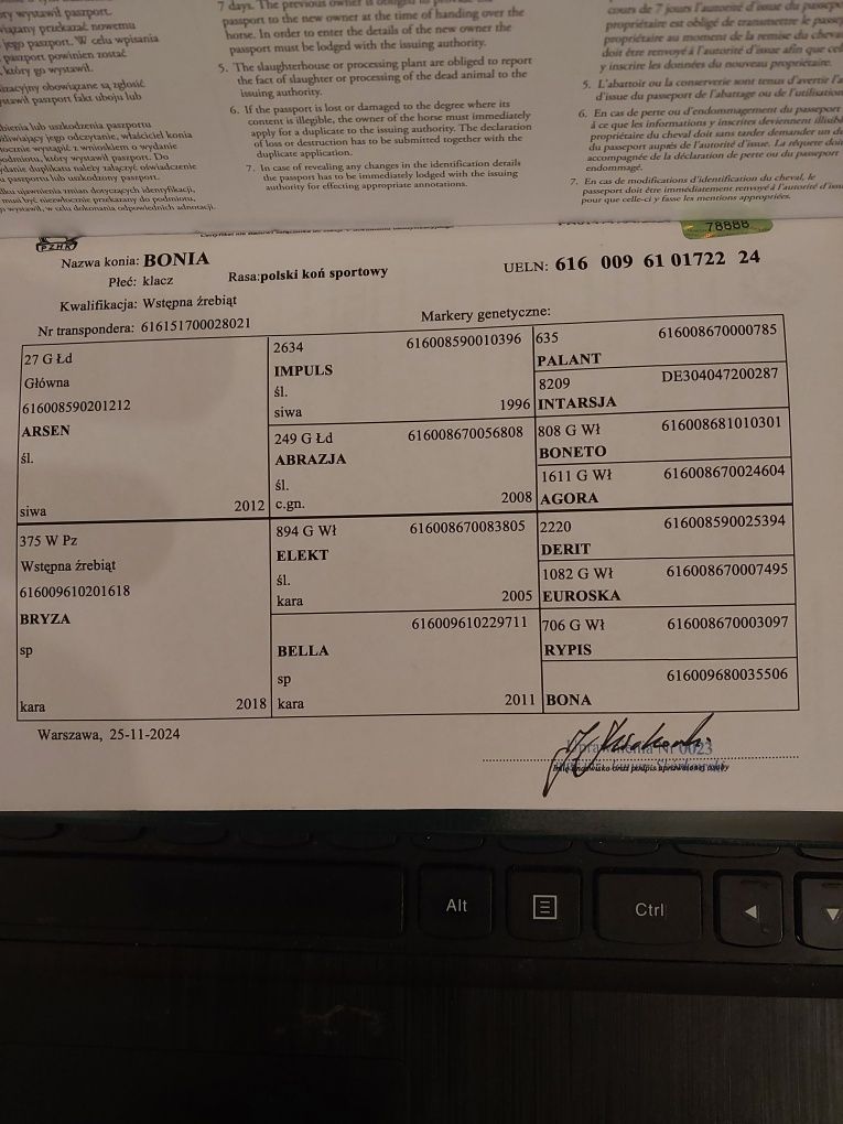 klacz polski koń sportowy /śląska