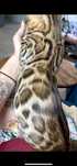 Glitter Bengal Boy snow carrier