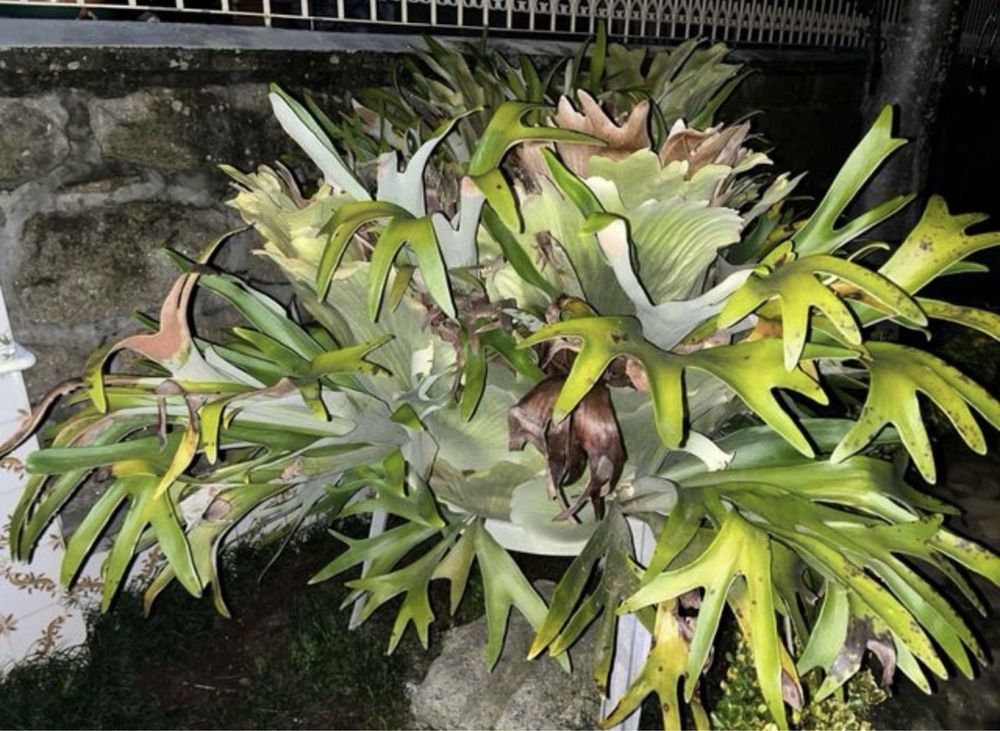 Planta “Chifre de Veado”