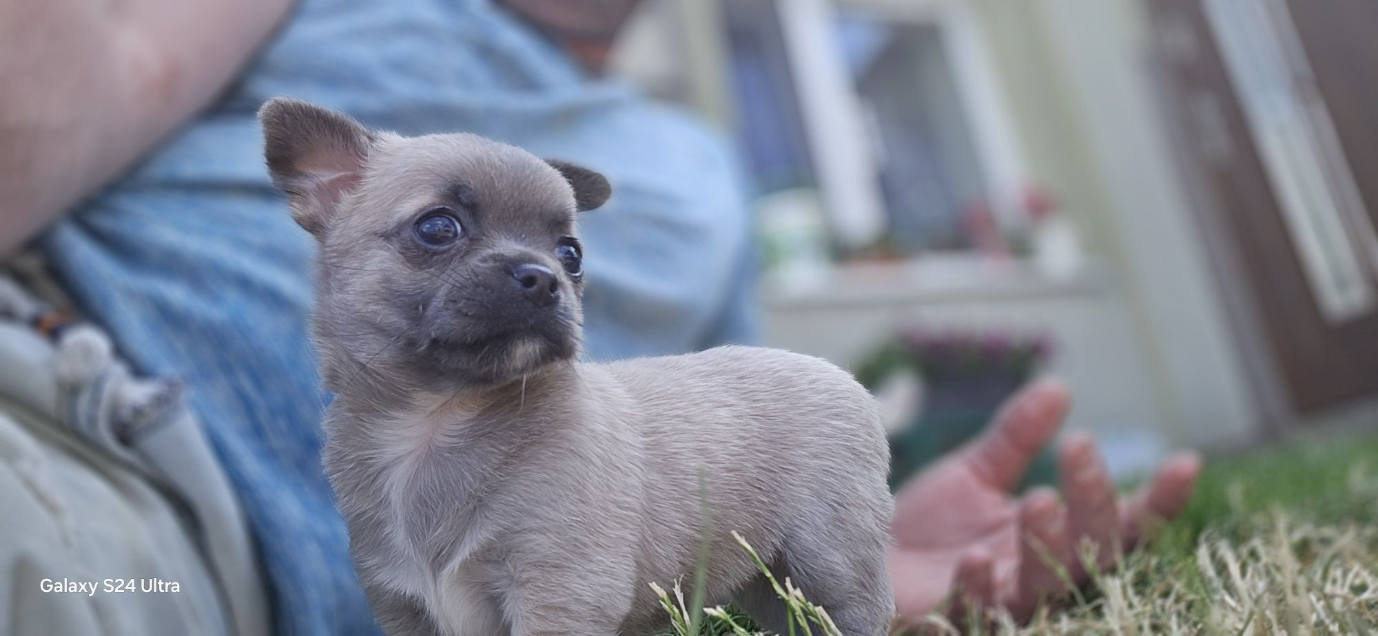 Chihuahua prześliczna suczka