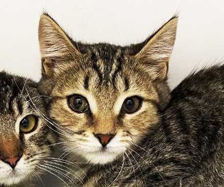 Крошечное сердечко ищет дом! Котенок Кен 4  мес