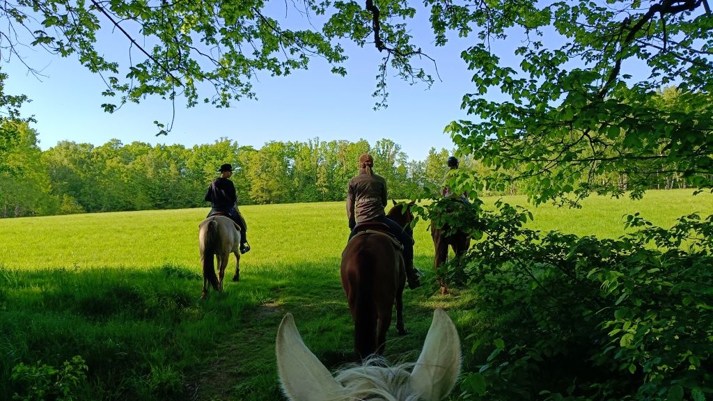 Konik polski wałach, 3.5 roku, wstępnie zajeżdżone
