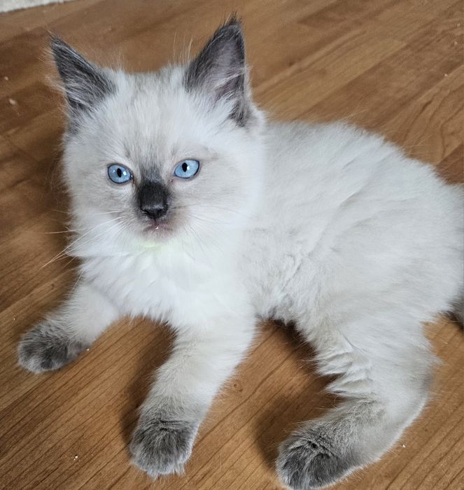 Kocięta Ragdoll do Rezerwacji