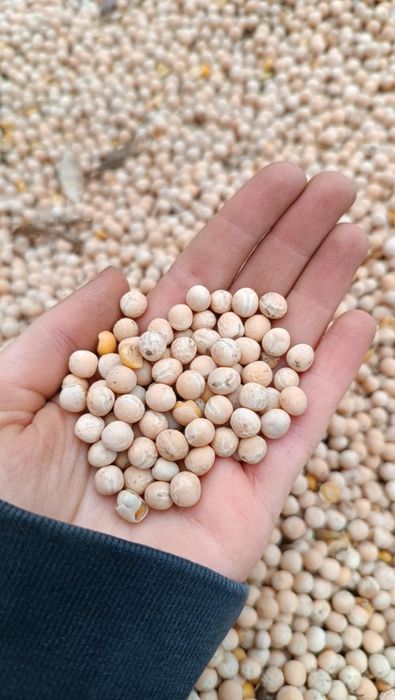 Sprzedam groch tegoroczny