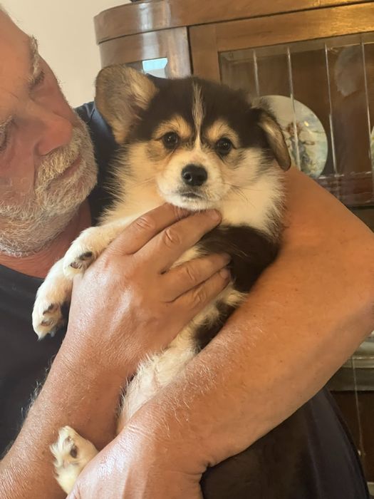 Welsh Corgi Pembroke - piekny trikolorowy piesek FCI z dlugim ogonkiem