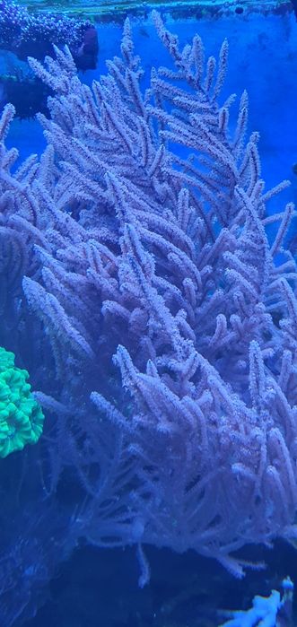Koralowiec Gorgonia