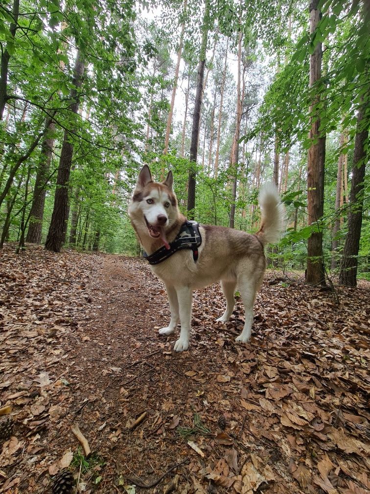 Zaginął husky syberyjski