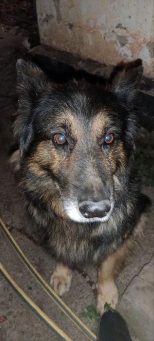 Зник пес (Володимира Великого)