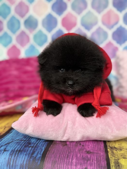 Pomeranian czarny śliczny miś