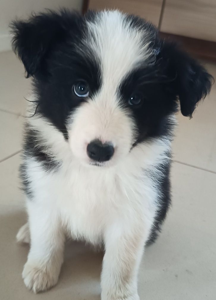 Border collie dziewczynka FCI zkwp szczeniak