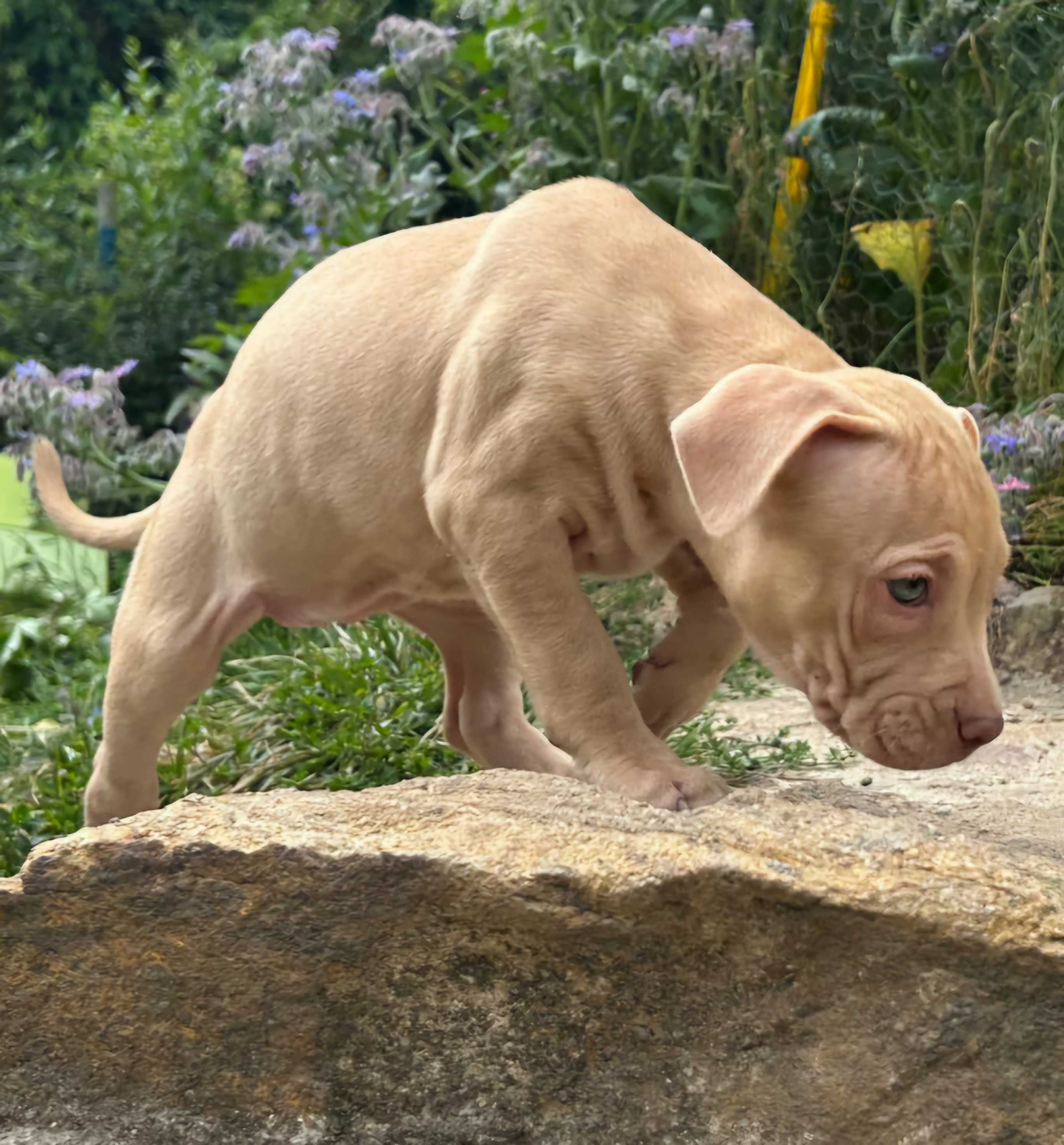 Amerykański pitbull terier