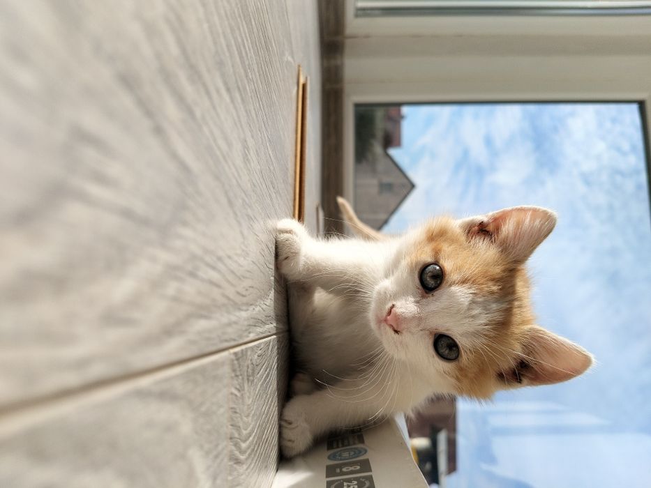 Віддам кошенят в добрі руки