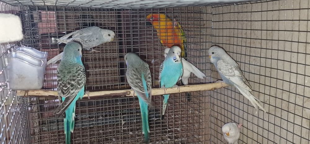 Periquitos inglêses