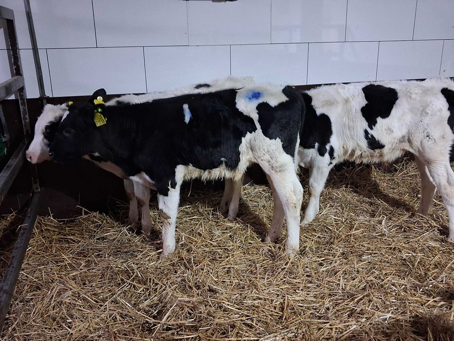 cielaki byczki polskie