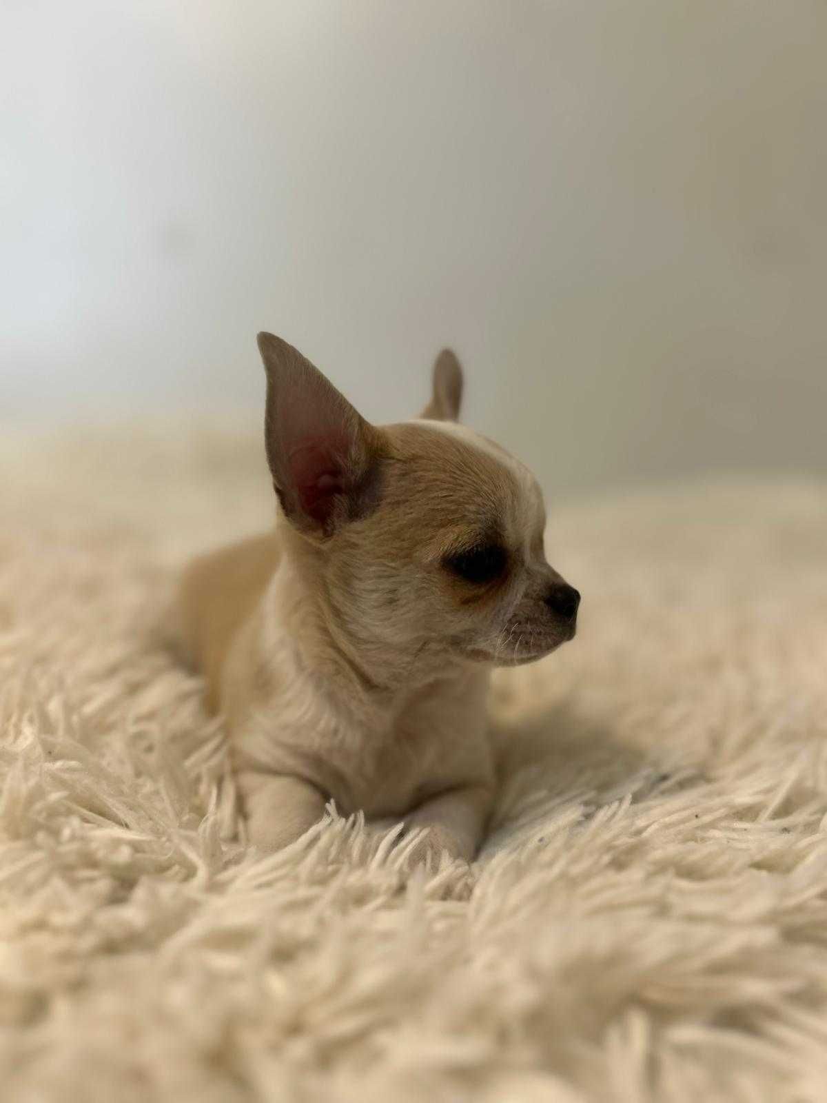 Piekny piesek Chihuahua.