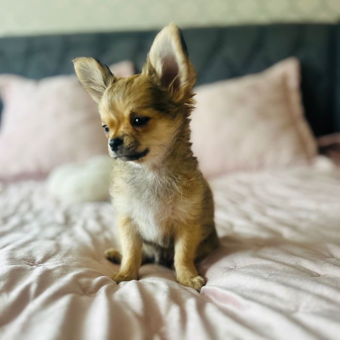 Chihuahua długowłosy
