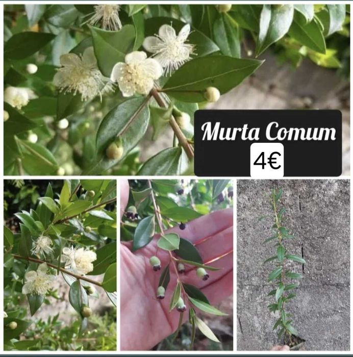Plantas murta comum