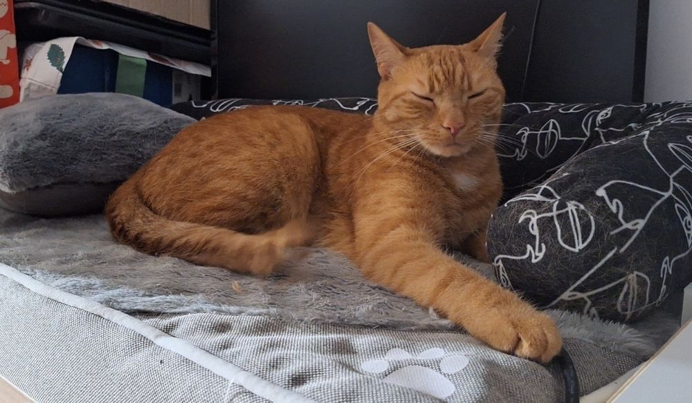Zaginął rudy kot Gato – Łódź, ul. Liściasta