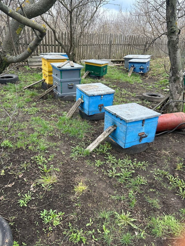 Продам пчелосемьи