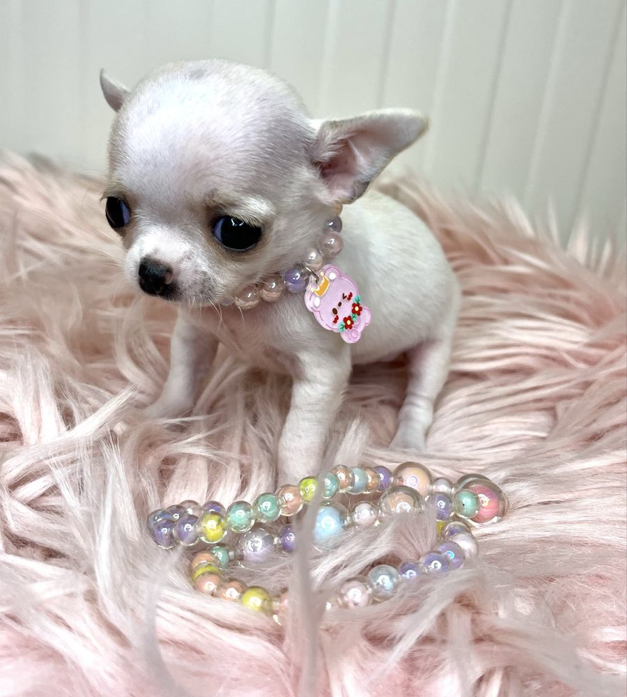 Chihuahua Femea Pequenina