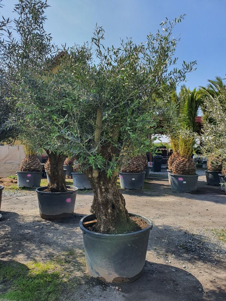 Olea  Europaea oliwka europejska bonsai wysokość 100-120 taras ogród