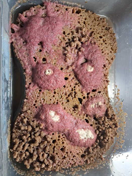 червь трубочник червь трубочник.Tubifex tubifex ТРУБКОВИК