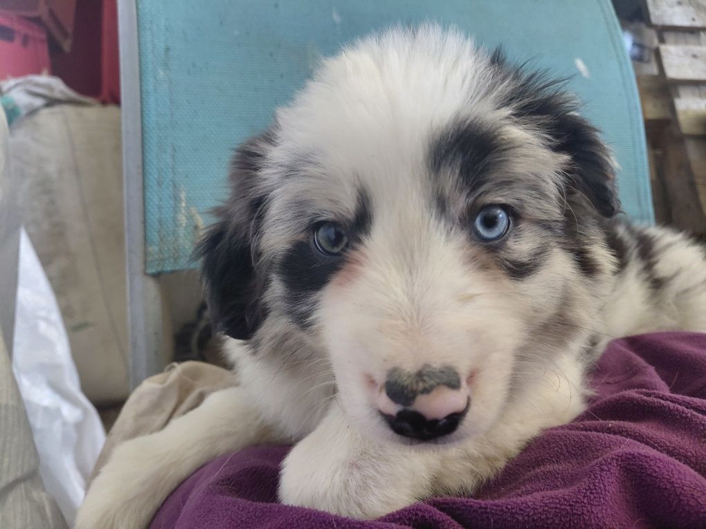 Border collie szczeniak