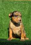 American Bully XL/XXL Puppys