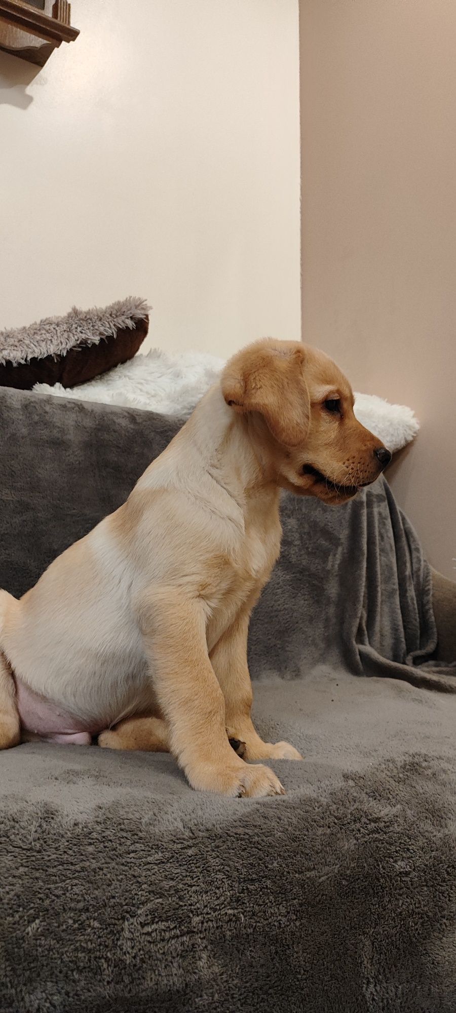 Urocze Szczenięta Labrador Retriever z Rodowodem SWKiPR