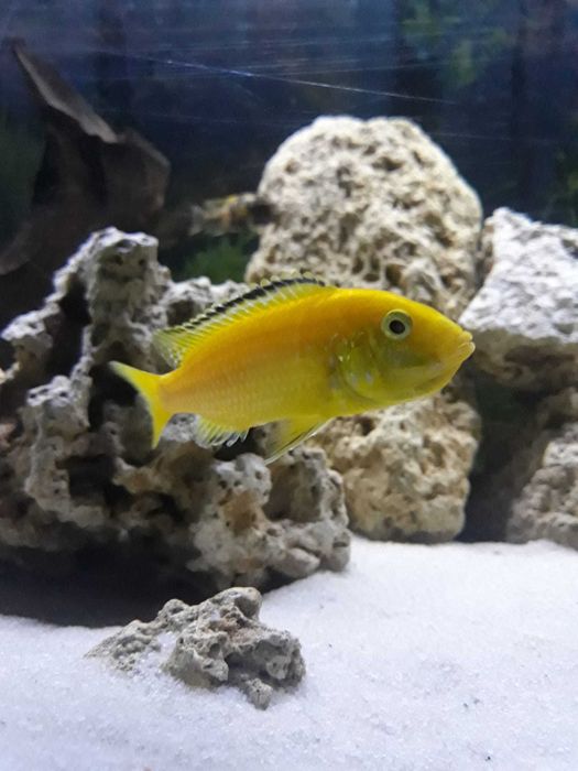 Ciclideos africanos - Labidochromis caeruleus