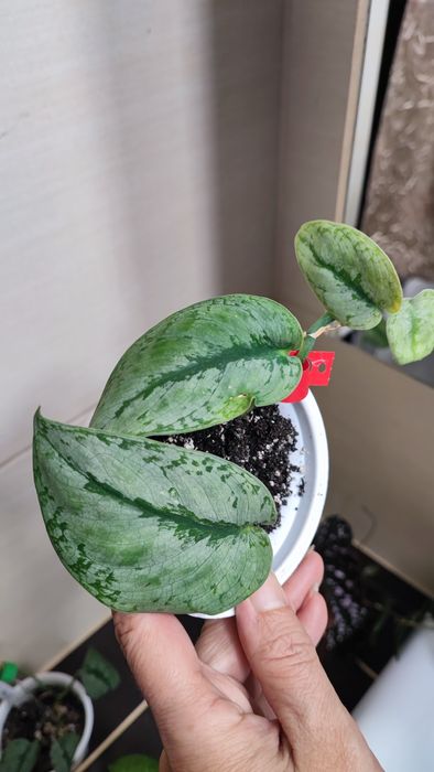 Scindapsus scyndapsus noid