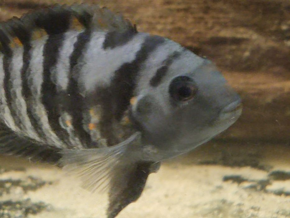Pielęgnica zebra