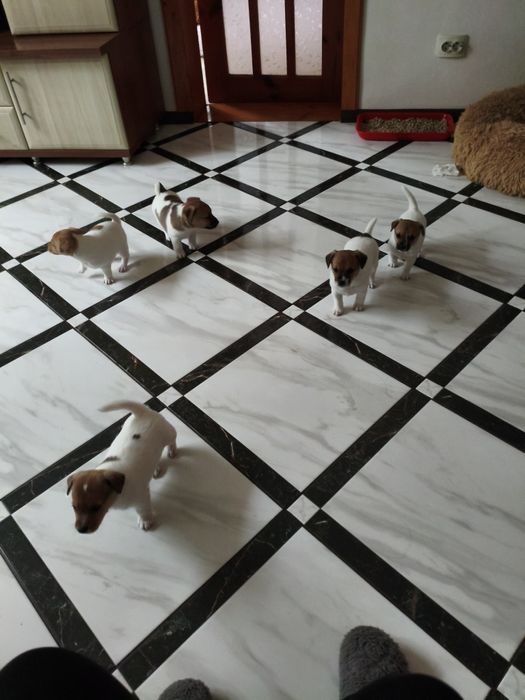 Джек-рассел-тер'єр