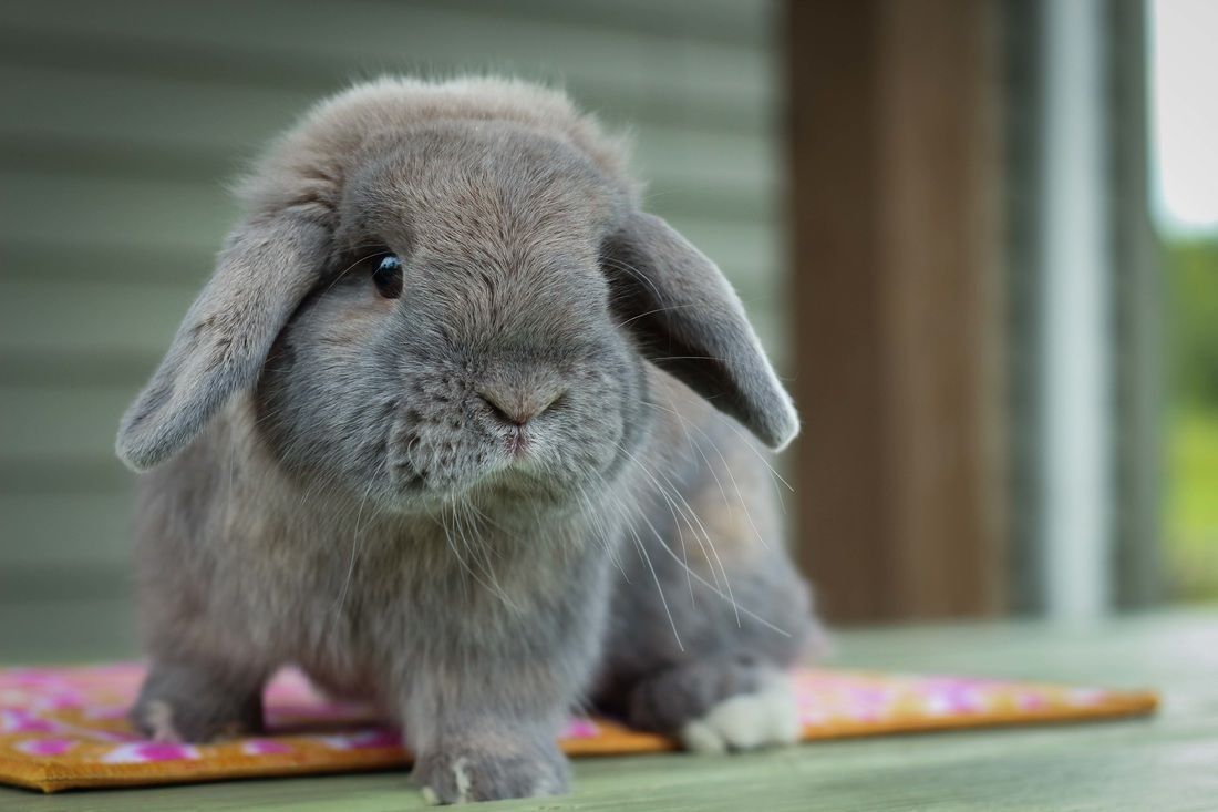 KIT Coelhos anões mini Lop holand(orelhudos)