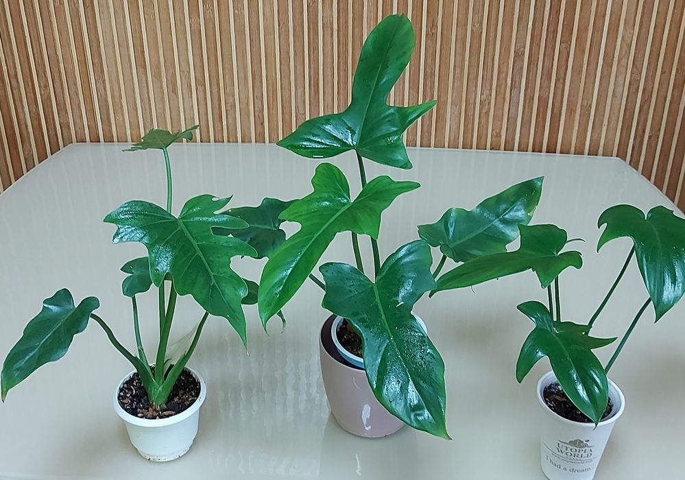 Філодендрон біллітае оренж, мінарум, маска, радіатум, Мамей, бородавча