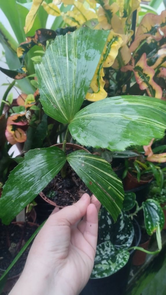Пальма каріота caryota variegata