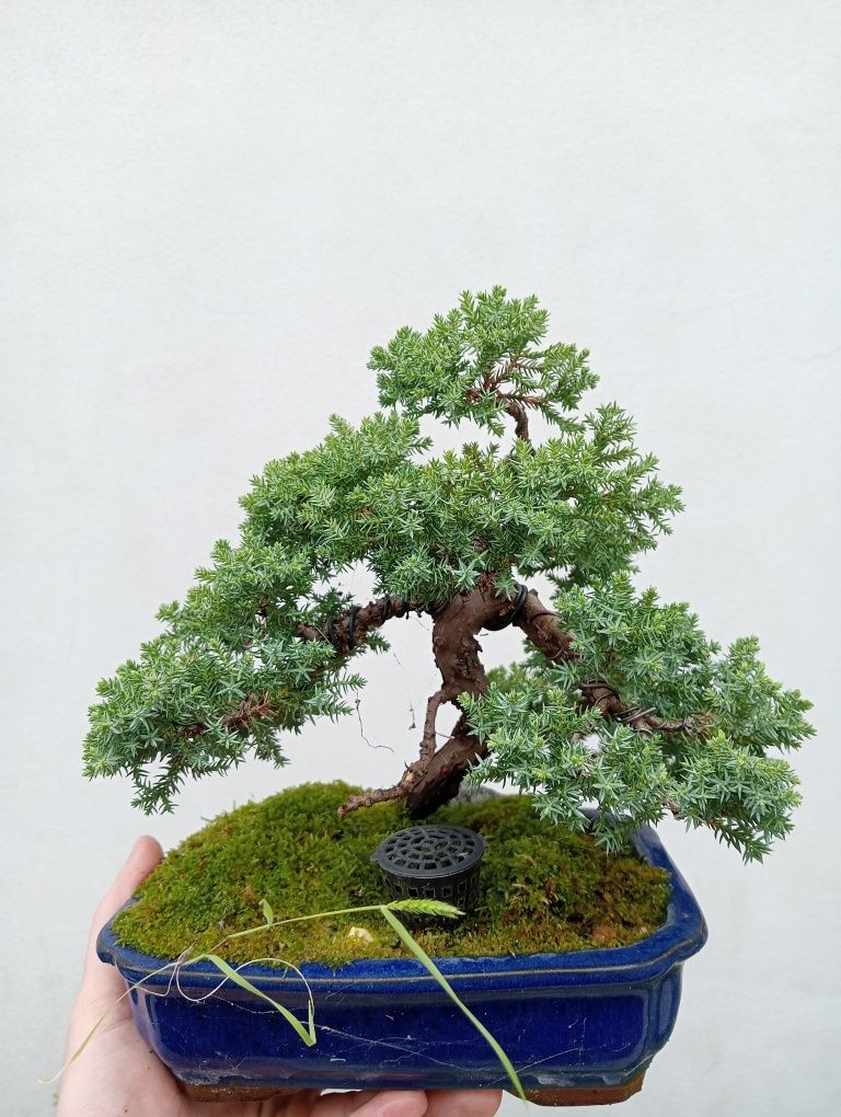 Bonsai - juniperus nana